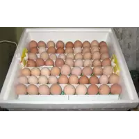 Заказать инкубирование куриных яиц