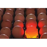 Цены на инкубационные яйца бройлеров