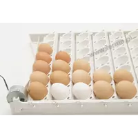 Инкубирование куриных яиц